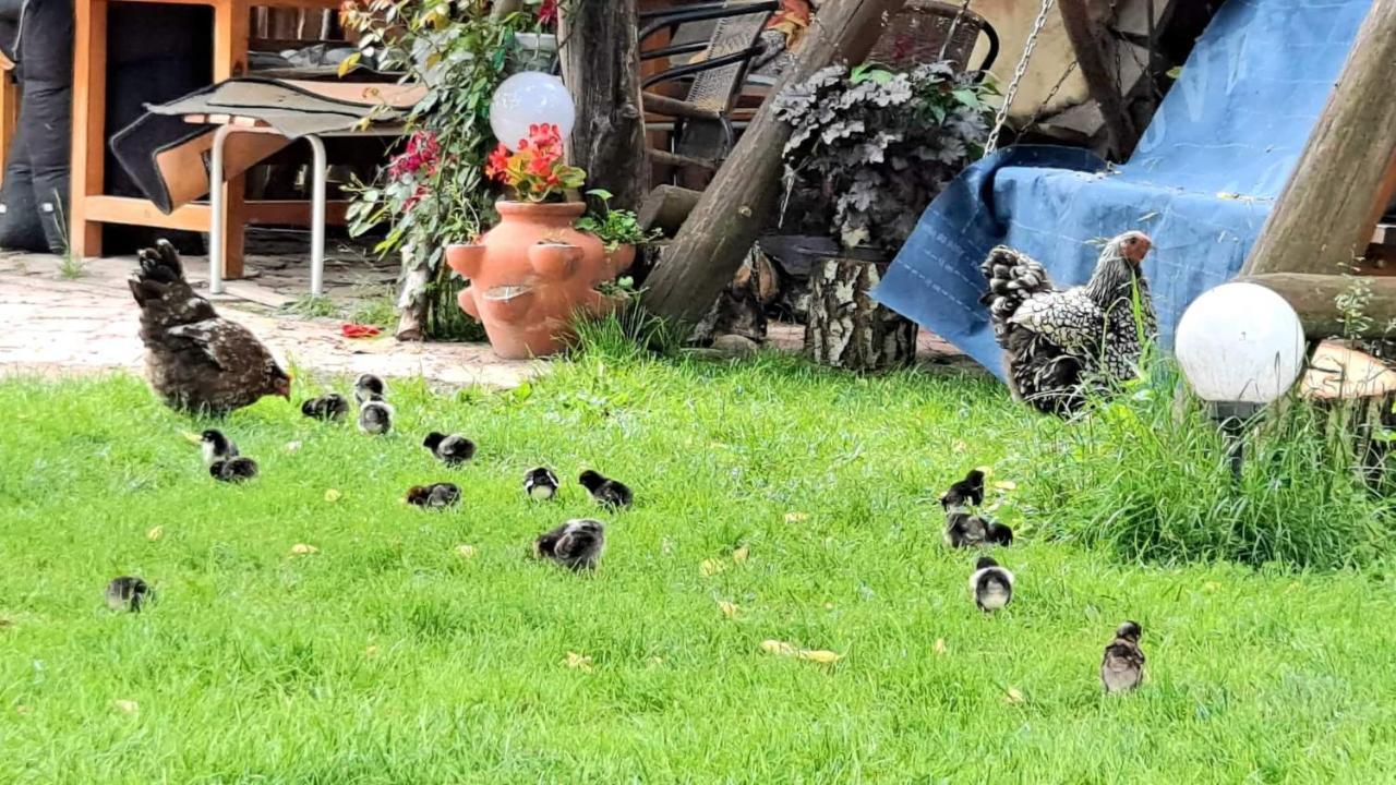 Agroturystyka Pod Kogutem Zamość Exteriör bild